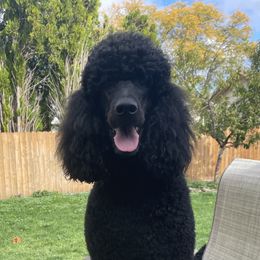 Colette - Poodle