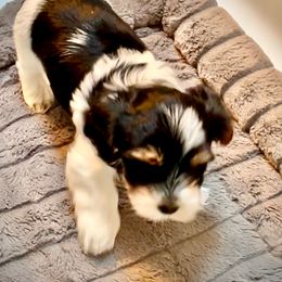 Biewer Terrier Puppies from Caramore Farm