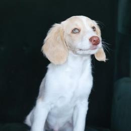 Edward - Cream male Aussiedoodle puppy in Millville, California from Hope Lane Kennels