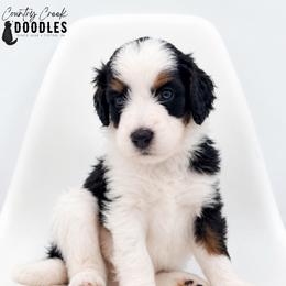 Yevgeny - Tri-color male Bernedoodle puppy in Tipton, Indiana from Country Creek Doodles