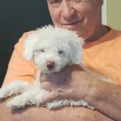 Spanish Water Dogs from The Woolly Dog Ranch
