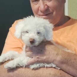 Spanish Water Dogs from The Woolly Dog Ranch