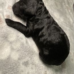 Cockapoo Puppies from Stella’s Six