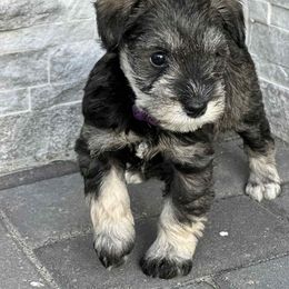 Miniature Schnauzer Puppies from ieva kasp
