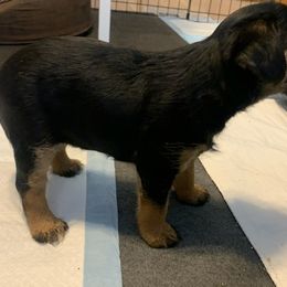 Border Terrier Puppies from Wendi Donaldson