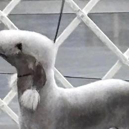Bedlington Terriers from Thistledown Bedlington Terriers