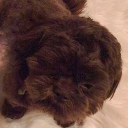 Willie - Shih Tzu