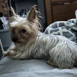 Pepe - Yorkshire Terrier
