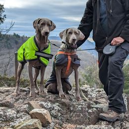 Weimaraners from Camelot Talk About Weimaraner