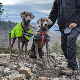 Weimaraners from Camelot Talk About Weimaraner