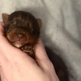 Tiny Moose - Chocolate, tan and white male Yorkshire Terrier puppy in Hope, Indiana from DJ Yorkies