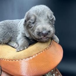 Outlaw - Blue male German Shepherd puppy in Lebanon County, Pennsylvania from Regalimage