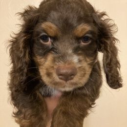 Cockapoo Puppies from Shimmer of Hope