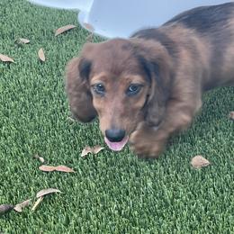 Dachshund Puppies from EntityDachs