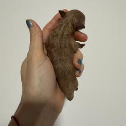 Tiny red korean Boy 7500 - Red  male Poodle puppy in Miami, Florida from Natalias Tiny Chihuahuas
