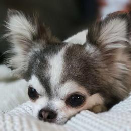 Lilly - Chihuahua