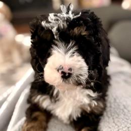 Green collar boy - Tri-color male Bernedoodle puppy in Lake, Michigan from 3 King Doodles & Poodles