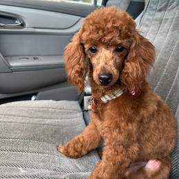 Lola - Poodle