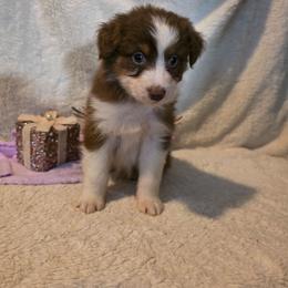 Alaia - Red tri-color female Australian Shepherd puppy in Athol, Idaho from ShorDu