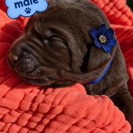 Labrador Retriever Puppies from Mahmen's Meadow Retrievers