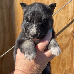 Kona - Agouti and white female Siberian Husky puppy in Thomasville, Georgia from Southern Blues Siberian Huskies