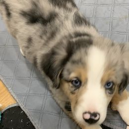 Miniature Australian Shepherds from Diamond Rainbow Aussies