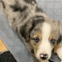 Miniature Australian Shepherds from Diamond Rainbow Aussies