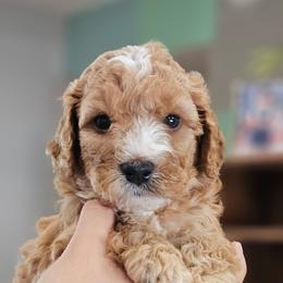 Buzz - Red male Cavapoo puppy in Glendale, Arizona from Cool Cavapoos