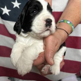 Martha - Black and white female English Springer Spaniel puppy in Bonner Springs, Kansas from Springers Of Oz