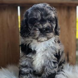 Everet - Merle male Cockapoo puppy in Salt Lake City, Utah from Utah Cocker Spaniels