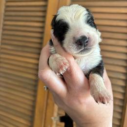 Panda female 2 - Panda female German Shepherd puppy in Lordstown, Ohio from Jewels German Shepherd