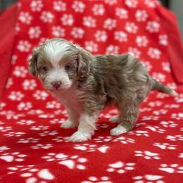 Rose - Red merle female Assorted Doodle Crosses puppy in Stuart, Virginia from Lil Aussie Posse