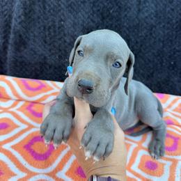 Wyatt - Blue male Great Dane puppy in Russellville, Arkansas from River Valley Great Danes & Miniature Schnauzers