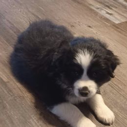 Abbie - Black Miniature Australian Shepherd puppy in Hillsville, Virginia from Lottie's Mini Aussies
