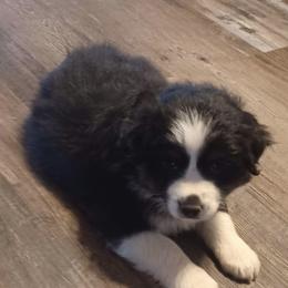 Abbie - Black Miniature Australian Shepherd puppy in Hillsville, Virginia from Lottie's Mini Aussies