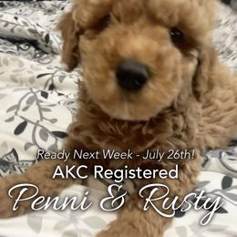 Green Collar - Boy1 - Poodle puppy in Houston (Rosenberg Area), Texas from Danielle's Poodles