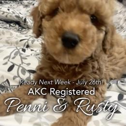 Green Collar - Boy1 - Poodle puppy in Houston (Rosenberg Area), Texas from Danielle's Poodles