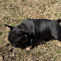 French Bulldog Puppies from Stratton Kennel
