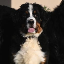 Calliope - Bernese Mountain Dog