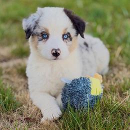 Prince Naveen - Blue merle male Australian Shepherd puppy in Vernal, Utah from Dancing M Australian Shepherds