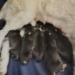 Girl 1 - Black and white female Siberian Husky puppy in Coatesville, Pennsylvania from Amore Puppies