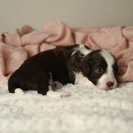 Apple Pie - Brown and white female Aussiedoodle puppy in Lincoln, California from Frenchie LOVE and Doodles