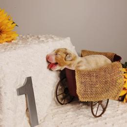Australian Shepherd Puppies from Haulin' Auss Shepherds