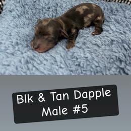 Male 5 - Dapple male Dachshund puppy in Scottdale, Pennsylvania from Our Sweet Dachshund Farm