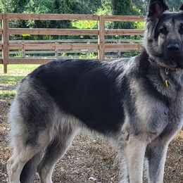 Ruby - Shiloh Shepherd
