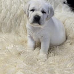 Orange Collar Female - Yellow female Labrador Retriever puppy in La Vernia/San Antonio, Texas from Allure Ranch Labrador Retriever's