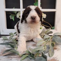 Aussiedoodle and Goldendoodle Puppies from Hunting Creek Kennels