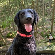 Flame - Curly-Coated Retriever
