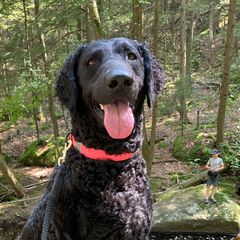Flame - Curly-Coated Retriever