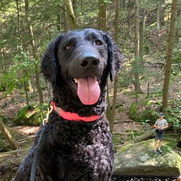 Flame - Curly-Coated Retriever